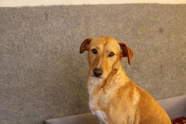 Kenai - 4 ano(s) e, Curto male puppy mixed breed for adoption at União Zoófila, Lisboa