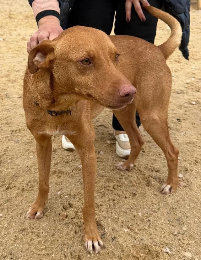 Serafim - 2 ano(s) e, Curto male puppy mixed breed for adoption at União Zoófila, Lisboa