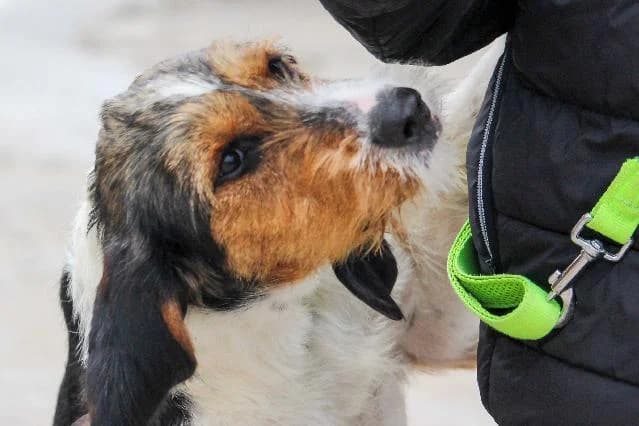Oryx, Médio e Liso male puppy mixed breed for adoption at União Zoófila, Lisboa