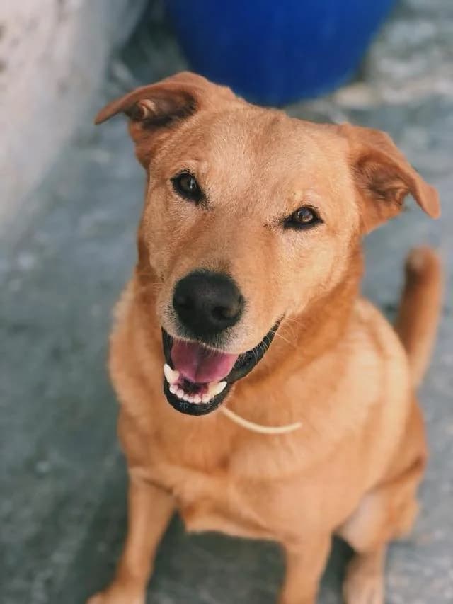 Bolt - 15 ano(s) e, Curto male puppy mixed breed for adoption at União Zoófila, Lisboa