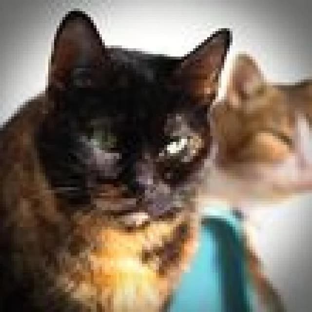 Púrpura  - 15 ano(s) e