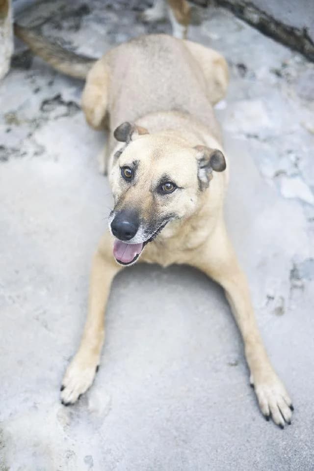 Narciso - 15 ano(s) e, Curto e Sedoso male puppy mixed breed for adoption at União Zoófila, Lisboa