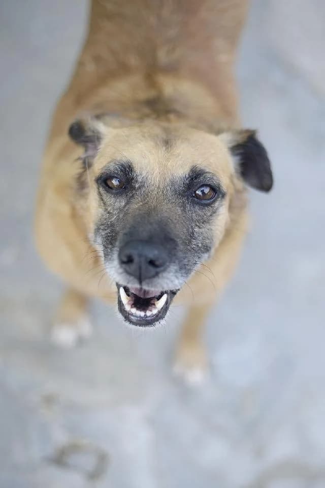 Jeanne/Cake - 15 ano(s) e, Curto e Sedoso female puppy mixed breed for adoption at União Zoófila, Lisboa
