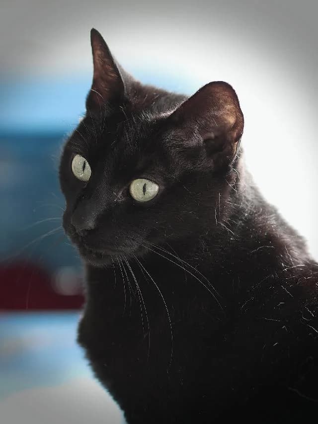 Áries  - 14 ano(s) e