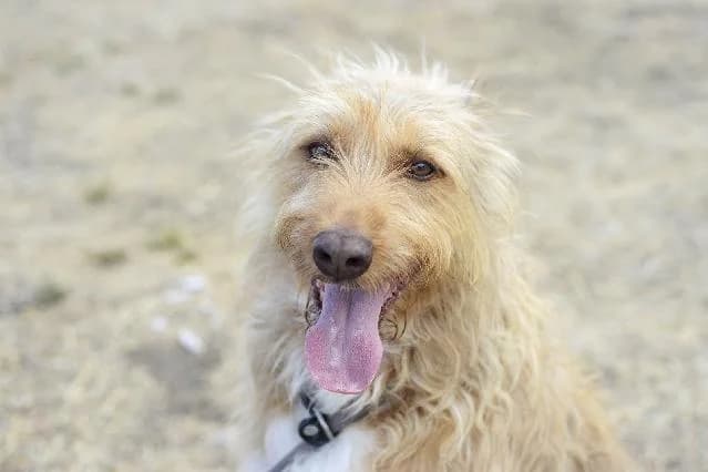 Matic - 12 ano(s) e, Médio e Ondulado male puppy mixed breed for adoption at União Zoófila, Lisboa