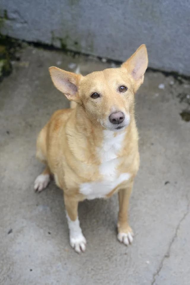 Magusta - 13 ano(s) e, Curto e Sedoso female puppy mixed breed for adoption at União Zoófila, Lisboa