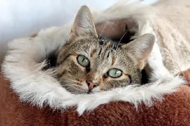 Trish  - 13 ano(s) e