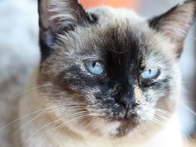 Alúan  - 13 ano(s) e