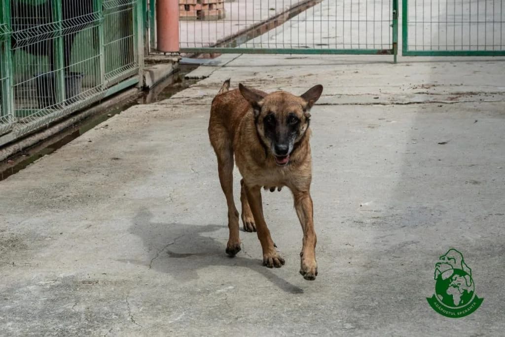 Alma, Mixed Breed (Speranța Shelter Foundation)