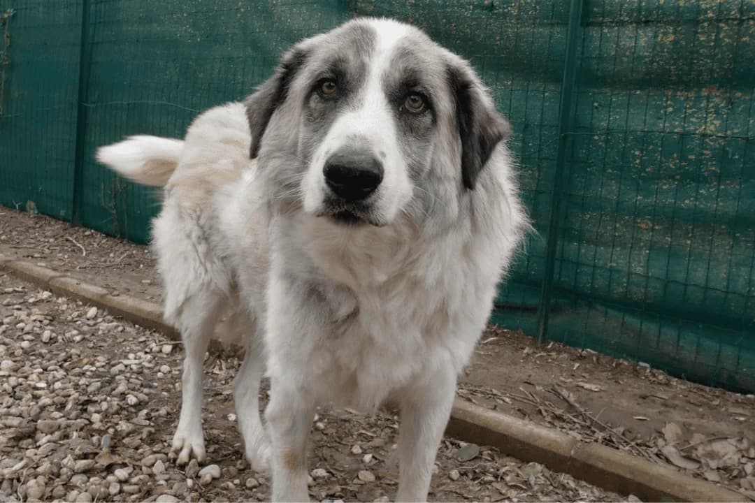 Achilles, Mixed Breed for adoption at Save the Dogs, Cernavodă