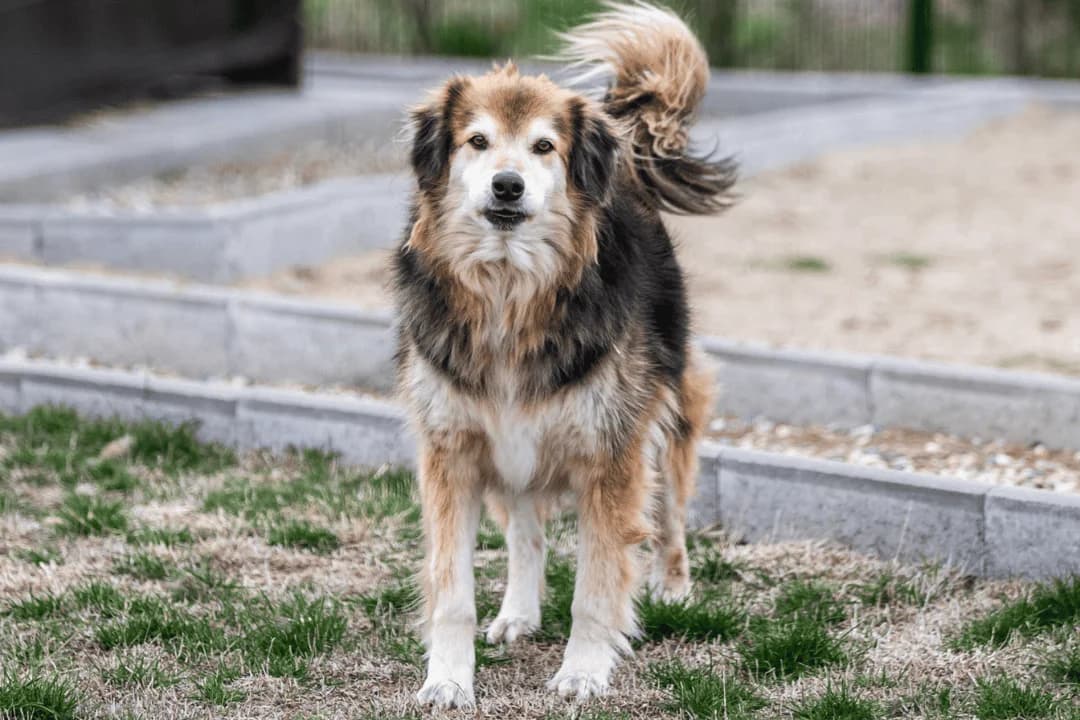 Anderson,  puppy Mixed Breed for adoption at Save the Dogs, Cernavodă