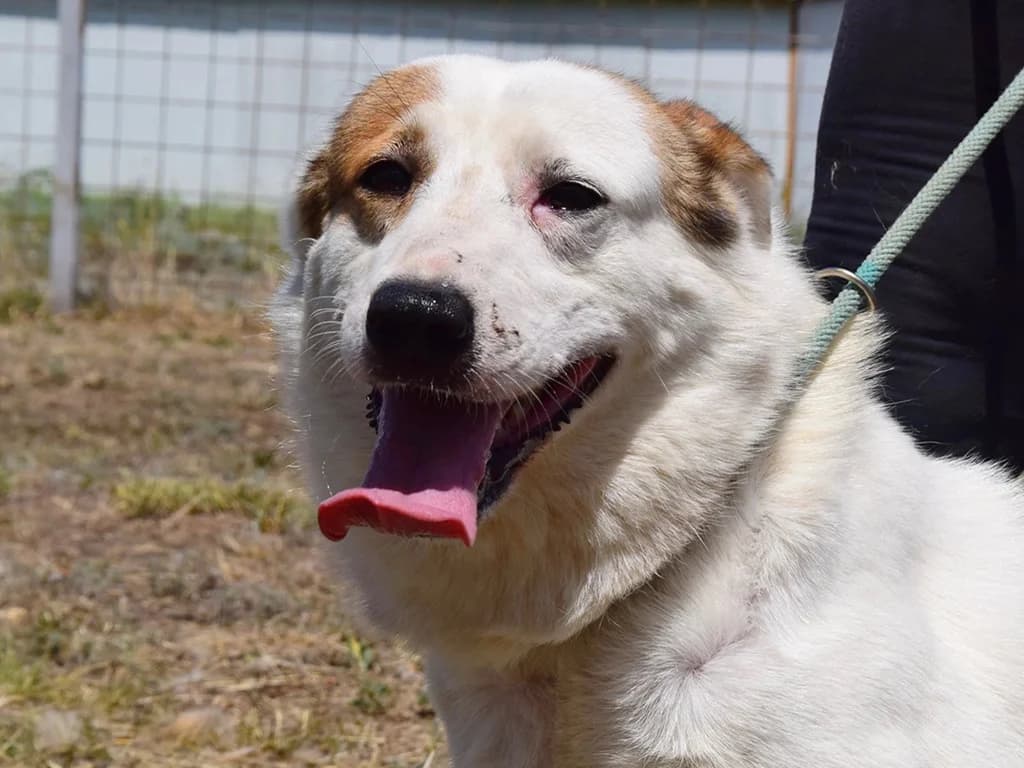 Atlas, male 6yo Mixed Breed for adoption at ROLDA, Galati