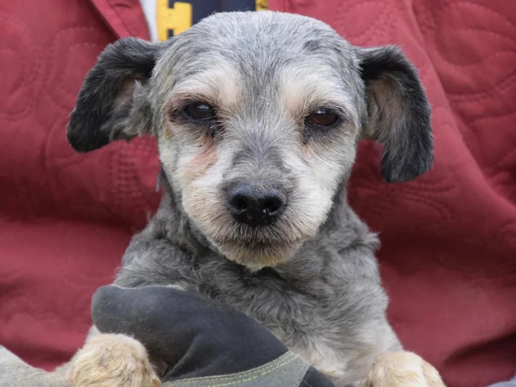 Barbro, female senior Mixed Breed for adoption at ROLDA, Galati