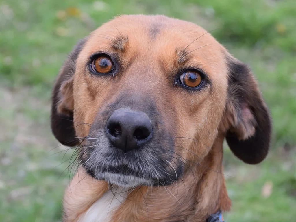 Belle, female senior Mixed Breed for adoption at ROLDA, Galati