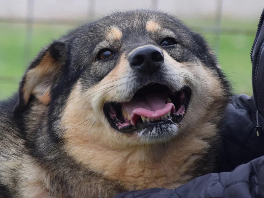 Berna, female 6yo Mixed Breed for adoption at ROLDA, Galati