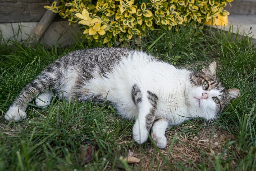 Bobtail,  Old English Sheepdog for adoption at Save the Dogs, Cernavodă