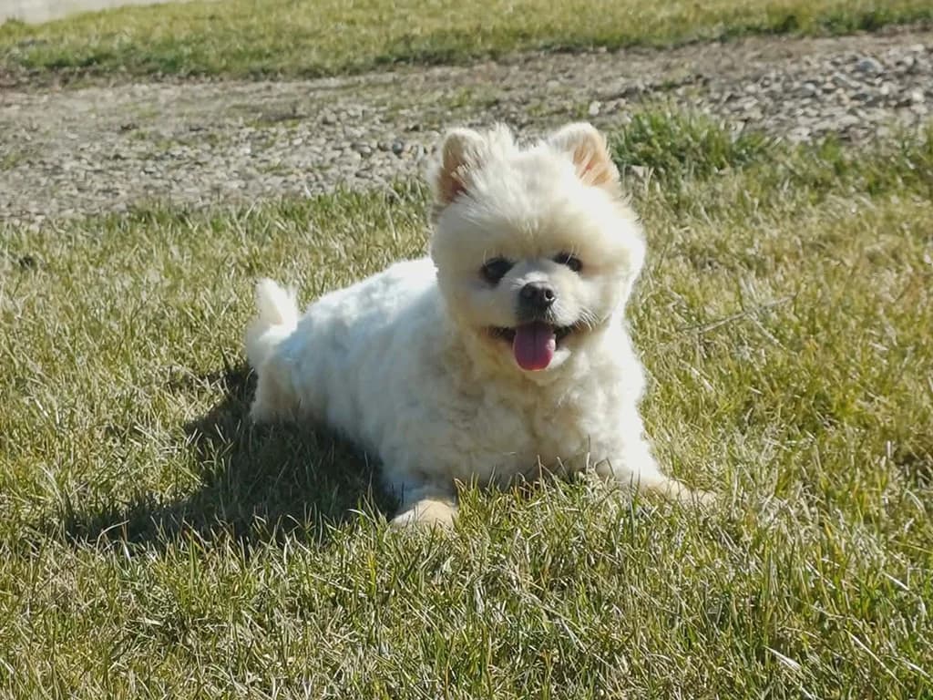 Coca, female 5yo Mixed Breed for adoption at ROLDA, Galati