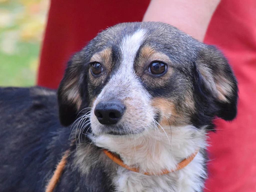 Dahlia, female young Mixed Breed for adoption at ROLDA, Galati