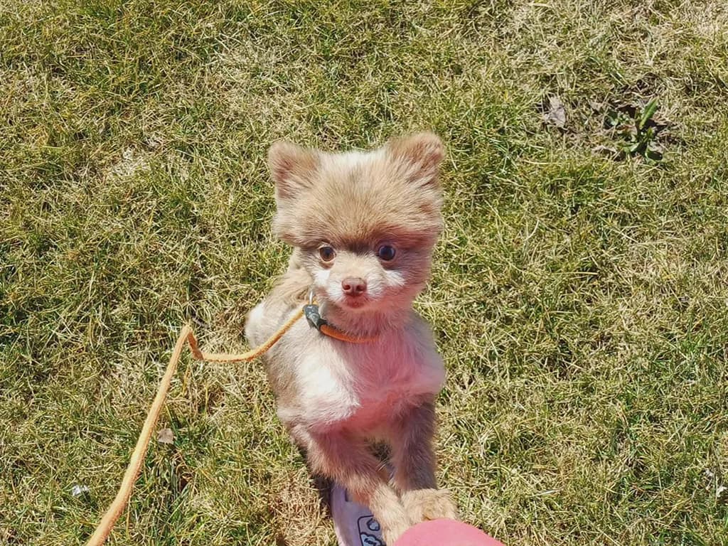 Fiona, female senior Pomeranian for adoption at ROLDA, Galati