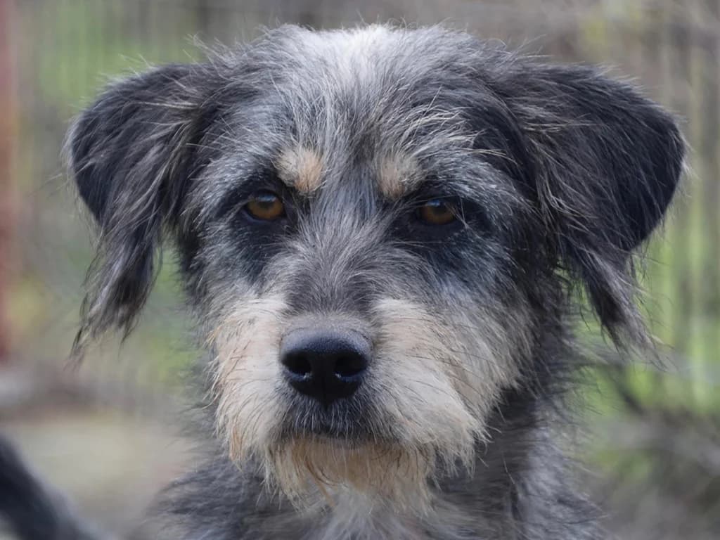 Harriet, female young Mixed Breed for adoption at ROLDA, Galati