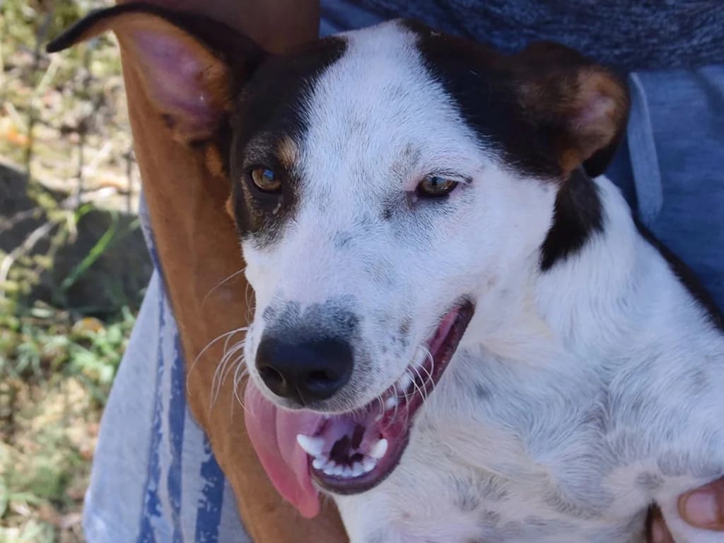 Olle, male young Mixed Breed for adoption at ROLDA, Galati