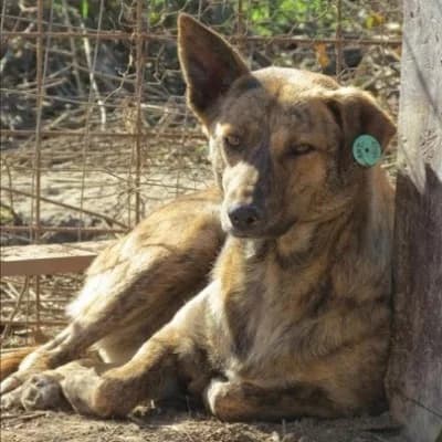 Hiena, female senior Mixed Breed for adoption at Asociatia ROBI / 4animals.ro