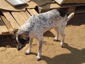 Perdita, female Mixed Breed for adoption at Asociatia ROBI / 4animals.ro