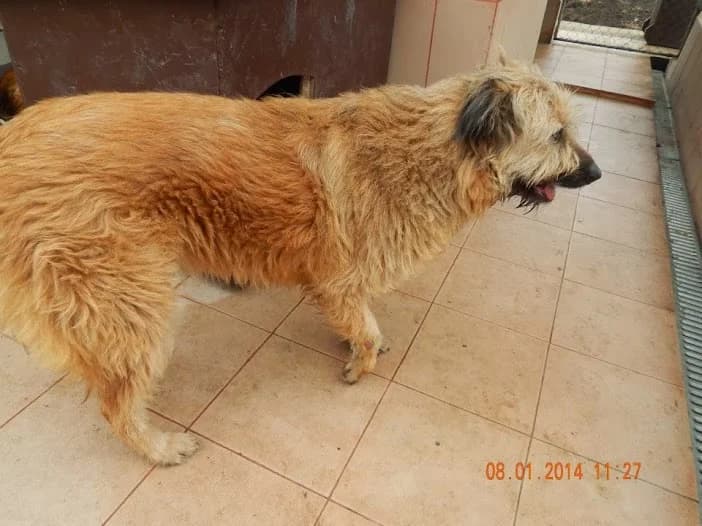 Lola, male Mixed Breed for adoption at Asociatia ROBI / 4animals.ro
