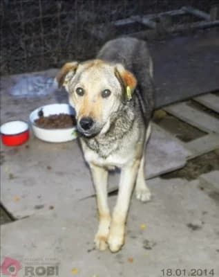 Minah, female Mixed Breed for adoption at Asociatia ROBI / 4animals.ro