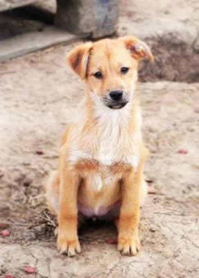 Poppy, male Mixed Breed for adoption at Asociatia ROBI / 4animals.ro