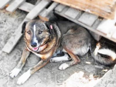 Monty, male Mixed Breed for adoption at Asociatia ROBI / 4animals.ro