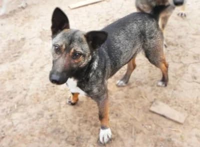 Donna, female Mixed Breed for adoption at Asociatia ROBI / 4animals.ro