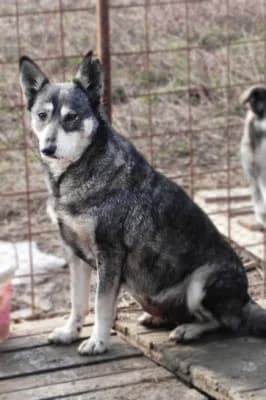 Kiona,  Mixed Breed for adoption at Asociatia ROBI / 4animals.ro