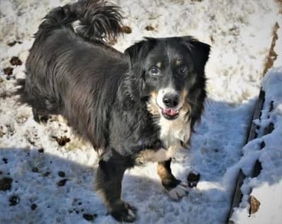 Philip, male Mixed Breed for adoption at Asociatia ROBI / 4animals.ro