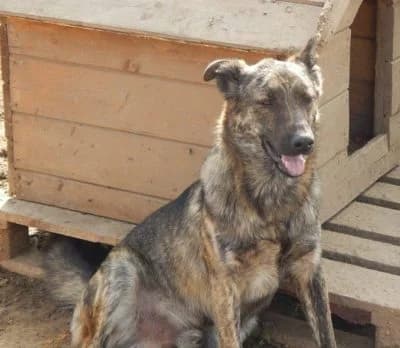 Sand, male Mixed Breed for adoption at Asociatia ROBI / 4animals.ro