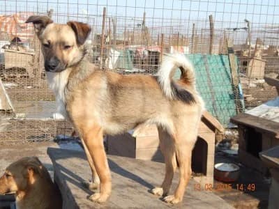 Hard, male Mixed Breed for adoption at Asociatia ROBI / 4animals.ro