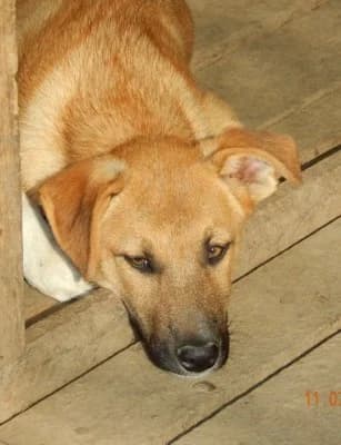 Roscoe, male Mixed Breed for adoption at Asociatia ROBI / 4animals.ro