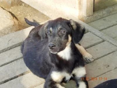 Mona, female senior Mixed Breed for adoption at Asociatia ROBI / 4animals.ro