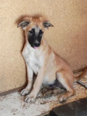 Faris, male Mixed Breed for adoption at Asociatia ROBI / 4animals.ro