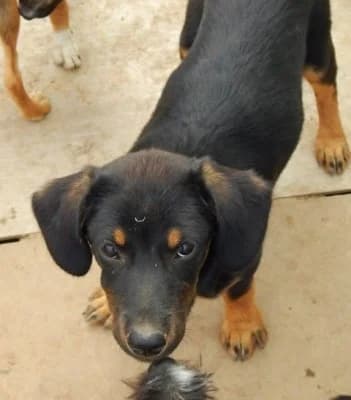 Scooby, male Mixed Breed for adoption at Asociatia ROBI / 4animals.ro