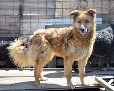 Lonya, female Mixed Breed for adoption at Asociatia ROBI / 4animals.ro