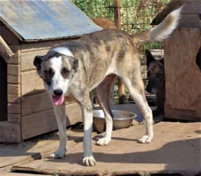 Pusha, female Mixed Breed for adoption at Asociatia ROBI / 4animals.ro
