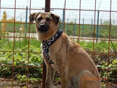 Lena, female Mixed Breed for adoption at Asociatia ROBI / 4animals.ro