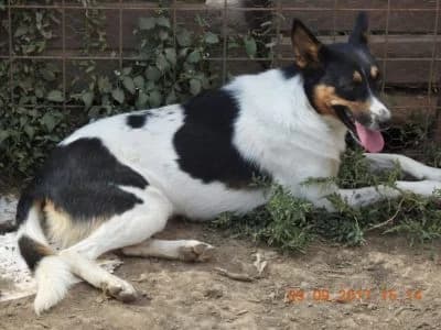 Fany, female Mixed Breed for adoption at Asociatia ROBI / 4animals.ro