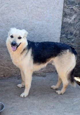 Body, male Mixed Breed for adoption at Asociatia ROBI / 4animals.ro