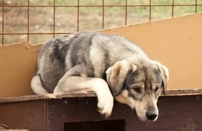 Taco, male Mixed Breed for adoption at Asociatia ROBI / 4animals.ro