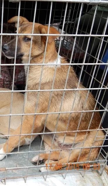 Pavel, male Mixed Breed for adoption at Asociatia ROBI / 4animals.ro