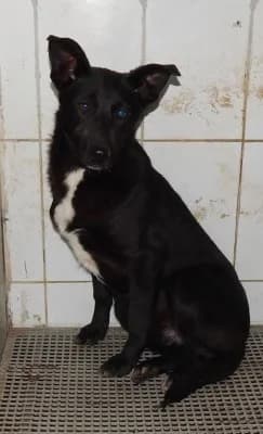 Kika, female senior Mixed Breed for adoption at Asociatia ROBI / 4animals.ro