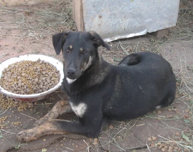 Magic, male Mixed Breed for adoption at Asociatia ROBI / 4animals.ro