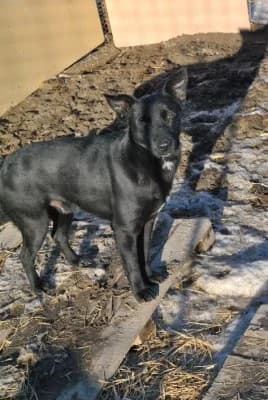 Shadow, male Mixed Breed for adoption at Asociatia ROBI / 4animals.ro
